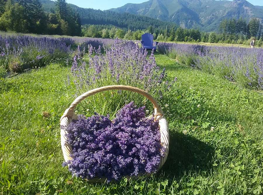 Cowlitz Falls Lavender Compan