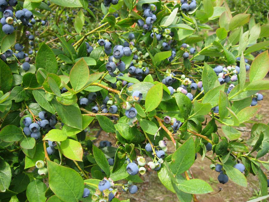 Mossryrock Blueberry Festival